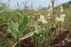 Linaria supina maritima