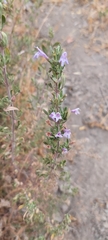 Clinopodium chilense