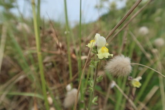 Linaria supina maritima