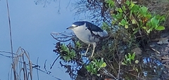 Nycticorax nycticorax