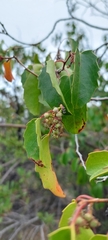 Azara petiolaris