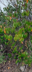 Azara petiolaris