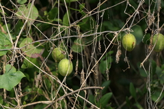 Cucumis sativus hardwickii