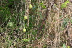 Cucumis sativus hardwickii