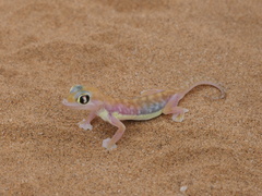 Pachydactylus rangei