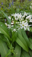 Allium ursinum