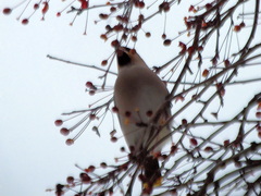 Bombycilla garrulus