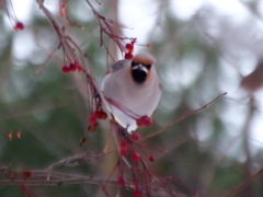 Bombycilla garrulus