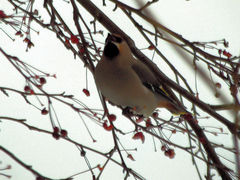 Bombycilla garrulus