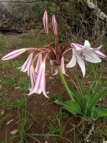 Crinum image