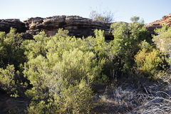Phylica oleifolia