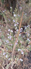 Clinopodium chilense