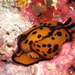 馬丁側鰓海蛞蝓 - Photo (c) Steve Childs，保留部份權利CC BY