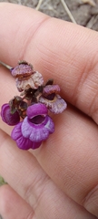 Calceolaria purpurea