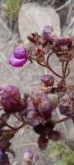 Calceolaria purpurea