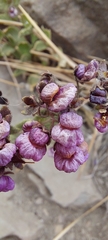 Calceolaria purpurea