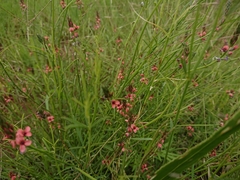 Indigastrum fastigiatum