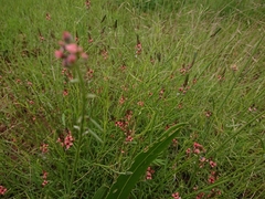 Indigastrum fastigiatum