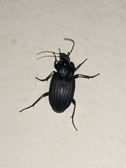 Licinus punctatulus