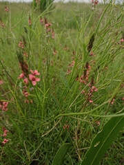 Indigastrum fastigiatum