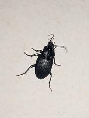 Licinus punctatulus