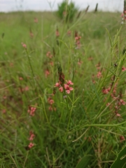 Indigastrum fastigiatum