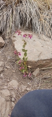 Calceolaria purpurea