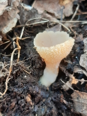Ciboria