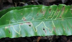 Phytomyza scolopendri
