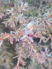 Juniperus navicularis