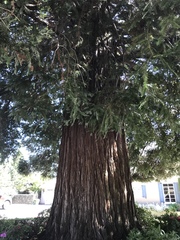 Sequoioideae