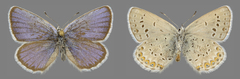 Plebejus idas atrapraetextus