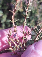 Juniperus navicularis