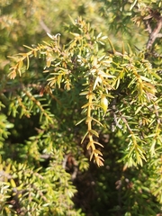 Juniperus navicularis