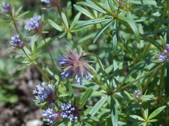 Asperula arvensis