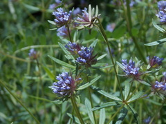 Asperula arvensis