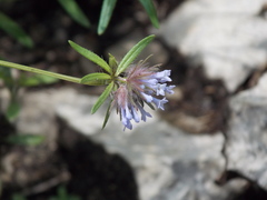 Asperula arvensis