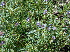 Asperula arvensis