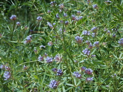 Asperula arvensis