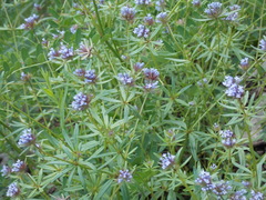 Asperula arvensis