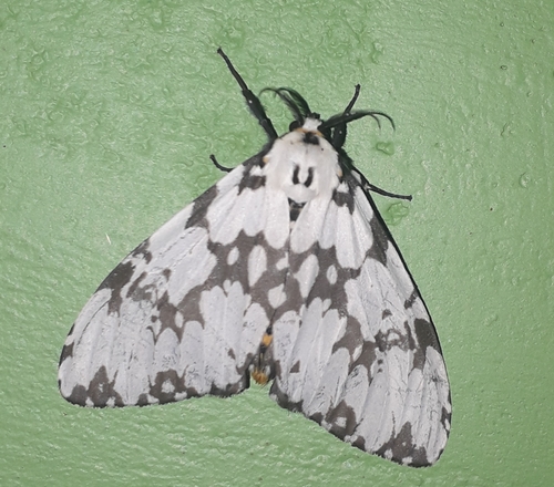 Lymantria fuliginosa Moore, 1883