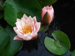 Nymphaea × marliacea