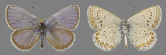 Plebejus idas atrapraetextus