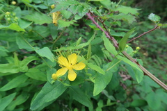 Hypericum hircinum