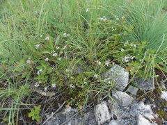 Asperula biebersteinii