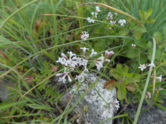 Asperula biebersteinii