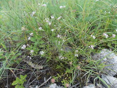 Asperula biebersteinii