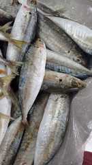 Decapterus punctatus