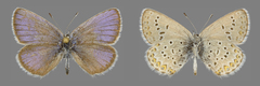 Plebejus idas atrapraetextus
