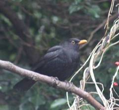 Turdus merula